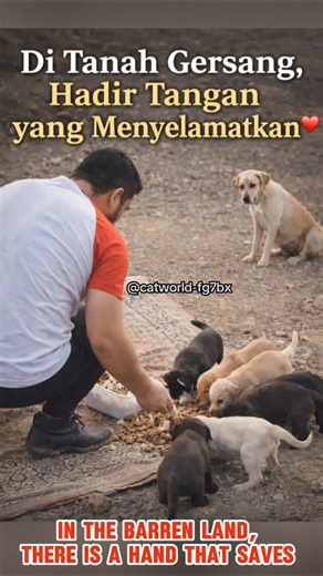 In the Barren Land, There is a Hand that Saves ❤️ #cat #viral #america #funny #shorts #short