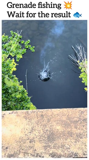 Grenade fishing 💥 wait for the result 🐟 | Rohan