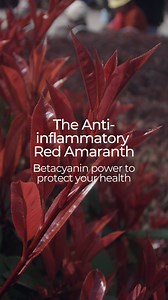 🌿 Did you know the vibrant red color in amaranth comes from a polyphenol called betacyanin—and it’s been shown to fight inflammation? Right next to it at the farmer’s market, I also found purslane, a humble green that human studies show can help lower fasting blood glucose. Both of these traditional foods are not only staples in Afro-Caribbean cooking but also powerful examples of food as medicine—bridging culture, flavor, and science. Ready to use food to fuel your metabolism? Join My Metaboli