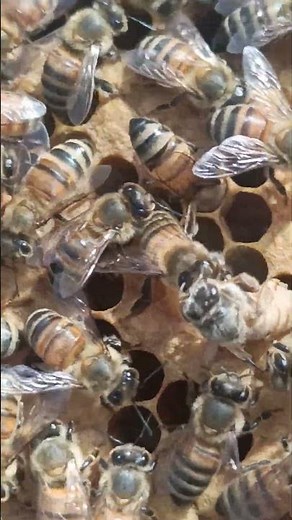 Worker Bees Welcome a New Queen 👑🐝 Amazing Hive Moment #shorts