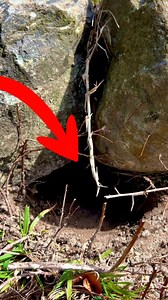 Look what emerged from this burrow! 😱 #spring #russiantortoise #gardenstatetortoise #animals #reptiles #reels #pets #tortoise #turtle #otistheturtle #sundayvibes #animalfacts | Garden State Tortoise