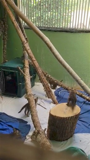 Happy Saturday! We hope you're having as much fun on your weekend as this group of grey fox kits. We are currently caring for six fox kits in our rehabilitation clinic. Five of the six were admitted after someone trapped and relocated an adult fox. They then discovered the adult had been a mother actively caring for babies, which were now left on the property without any parental care. Luckily, all of the kits were able to be safely captured and transported to CWC. These kits will stay at CWC un