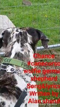 #music #canecorso #germanshepherd #dogsofyoutube #originalmusic #lyrics