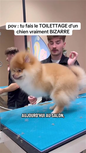 Toilettage particulièrement difficile, je ne sais pas ce qu’il me voulait #toilettagecanin #chien #animaux