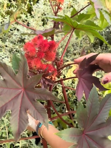 ¿Qué planta es esta? 🗣❗ llamativas, se miran inofensivas pero esconden cosas #plantas #curiosidades #sabiasque