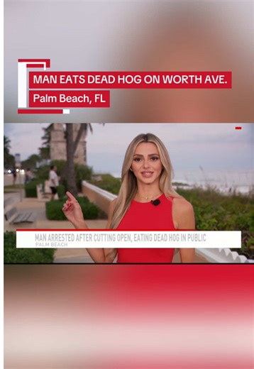 GRAPHIC CONTENT BLURRED: Palm Beach police say a man cut open a dead hog on Worth Avenue, filmed himself eating it, and posted the video online. He’s now facing a criminal mischief charge. #palmbeach #worthavenue #news #clocktower