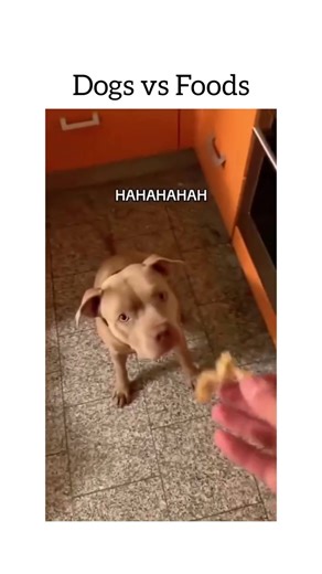 27K views · 227 reactions | Hungry dogs are so funny  | Doge Is Life | Facebook