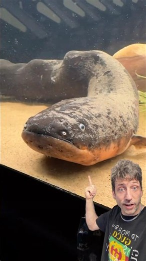 Meet the Volti’s Electric Eel