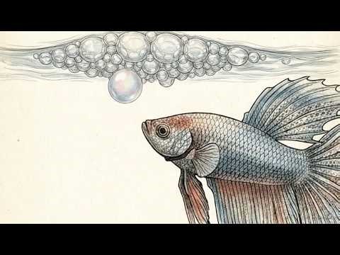 Why Betta Fish Build Bubble Nests ?