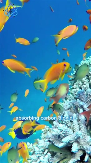 What's Macroalgae? #agriculture #seaweed