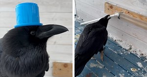 Smart Raven Figures Out How To Use a Stick as a Tool To Retrieve Food Trapped in a Tube