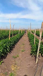 Así de fácil... yo lo enseñe... GRACIAS A DIOS es muy bueno tener la capacidad de enseñar y aserlo con gusto... ÁNIMO | Bernardo v v