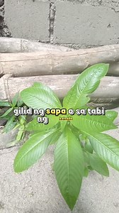 Ang primrose willow Benepisyo #kaalamangherbal #HerbalRemedies #informativepost #herbalmedicine #healthytips #Benefits #herbalism #herbalifenutrition | Impormasyong Herbal