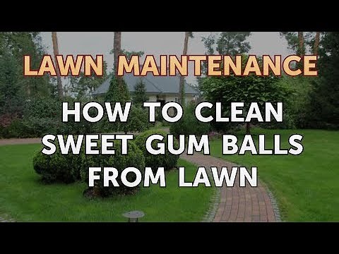 How to Clean Sweet Gum Balls From Lawn