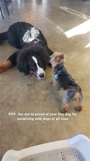 Tiny Yorkie Meets Giant Puppy! Proud Mom Moment ❤️🐶 #Yorkies
