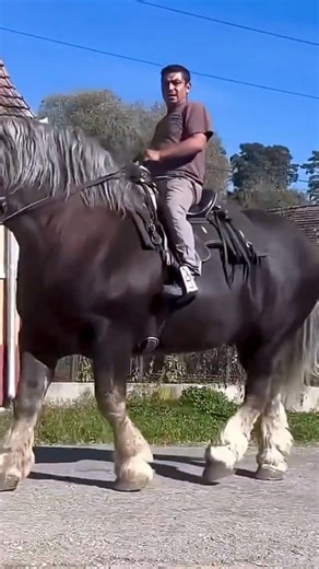 The Percheron Horse: Two Amazing Facts on Their War History, Strength, and Surprising Agility. ​#PercheronHorse ​#DraftHorse ​#HorseFacts | Galloping Grace