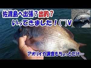 【黒鯛釣り】【エギング】佐渡島へ出張？出釣？にいってきました！^^v