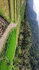 Kepil Rice Fields, Semarang Regency #drone #nature #travel