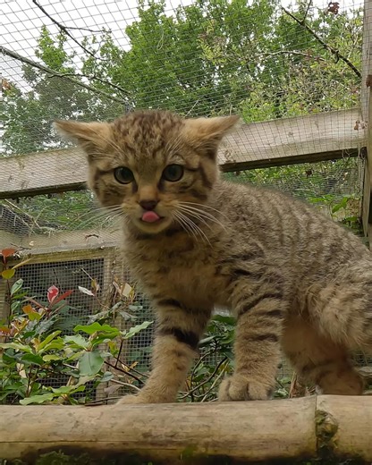 220K views · 3.3K reactions | Chester Zoo on Reels | Facebook