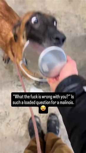 Belgian Malinois ✌ on Instagram: "“What the fuck is wrong with you?” Is such a loaded question for a malinois. 😂 #belgianmalinois #doglover #doglife #belgianmalinoismoments #malinois #dogs #malinoislove #dog #belgianmalinoisofinstagram #pet"