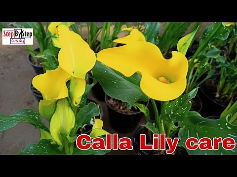 Calla Lily care and propagation//How to grow and care Arum Lily