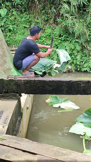 pemberian pakan ikan gurame #ikanairtawar #samsu_fish_farmer