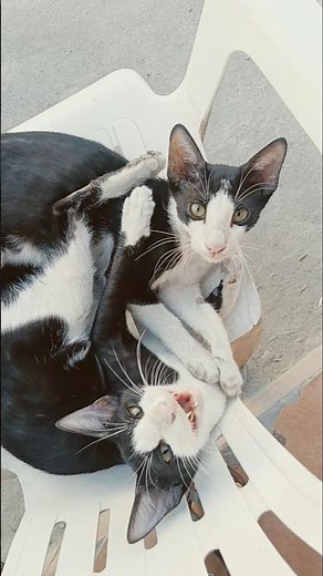 funny cat videos for kids