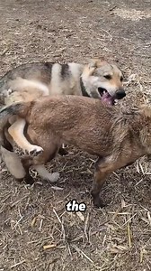 A pregnant dog is about to give birth, but the veterinarian discovers that they are not puppies!!! #story #shockingstory #truestory #lifestory #realstory #storytime #storytelling | NewYork-VR