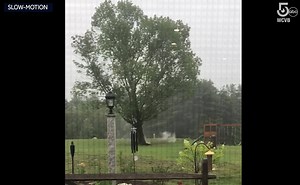 WHOA! ⚡🌩️ Watch this spectacular footage from Thursday's storms, showing lightning directly striking this large tree in Athol, Mass. 👀😮 WOW! (📹 Emily Meuse) | WCVB Channel 5 Boston