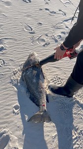 This BIG bait caught a GIANT MAKO Shark off the beach! | All American Shark Fishing