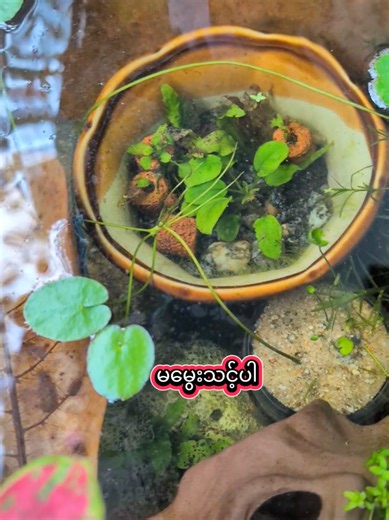 Keeping Betta Fish: Essential Outdoor Tips