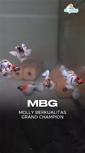 MBG Molly berkualitas Grand champion #mollyfish #venusaquatics