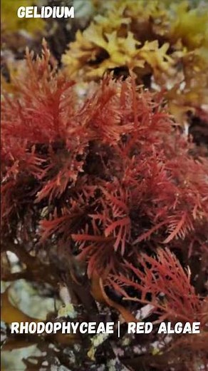 Rhodophyceae (Red Algae) | Plant Kingdom #biologyexams4u #redalgae #rhodophyceae