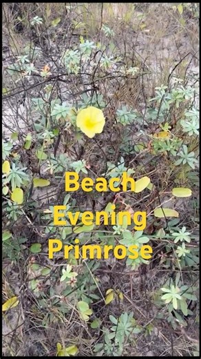 How Beach Evening Primrose Thrives on Sandy Beaches and Dunes
