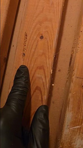 Carpenter Ant Nest Found Inside a Home | Hidden Damage Revealed!