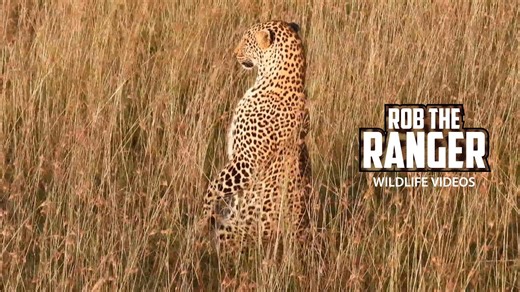 Leopard strikes meerkat pose in playful Mara moment
