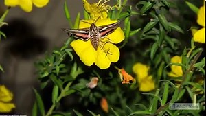 Remember all those caterpillars last month? This is what they turn into! #funfacts | Wyler Aerial Tramway - Texas Parks & Wildlife