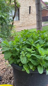 503K views · 2.5K reactions | Mint is once of my favourite herb, I cannot live without it. This is the tips that can make it fresh and look healthy all the time. Cut it back all the way to the soil level. Add more soil, compost and fertiliser. water and you done. #gardeningtips #mint #herbs #gardening #viralreelsfacebook | Growwithnith | Facebook