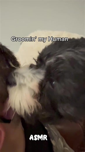 Be honest… would you let your dog groom you? 💅🐾 Cricket says it’s part of her job. Turn the sound on for the ASMR 👂✨ #a#asmrd#dogasmrd#dogsoftiktokshichon #relax