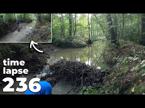 Beaver Dam In The Forest - Manual Beaver Dam Removal No.236 - Time-Lapse Version