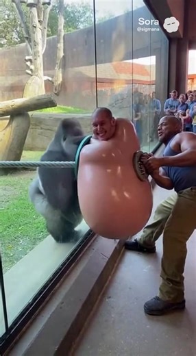 Gorilla meets Mr Blob | blob