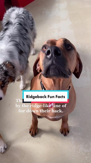 Interesting Fun Facts About Rhodesian Ridgeback Dog Breeds