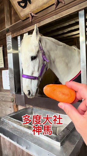 多度大社 神馬：白馬・青馬 . #多度大社 #上げ馬神事 #多度大社御朱印 #初午 #初午祭 #神馬 #神社が好き #神社好きと繋がりたい #神社仏閣好き #神社仏閣めぐり #神社仏閣巡り好きな人と繋がりたい #御朱印 #御朱印巡り #御朱印好きと繋がりたい #ご朱印巡り #神社 #神社巡り #白馬 #あおうま #shintoshrine #japaneseshinto #japaneseshrines #CapCut