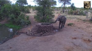 5.4M views · 31K reactions | Lion vs Elephant at Naledi Dam Watch out for the very loud elephant sound! Naledi Game Lodge - Bushcamp #lions #elephant #wildlife #safari #safariadventure #wildanimals #lodges #gamedrivesightings #gamedrivesafari #sightings | Africam | Facebook