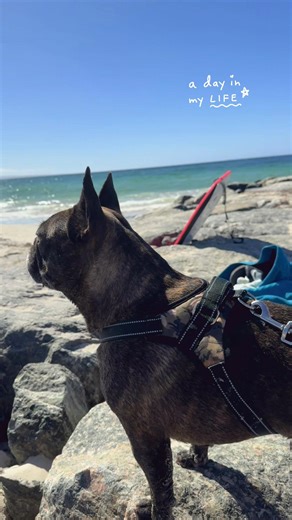Understanding French Bulldogs: Care and Training Tips