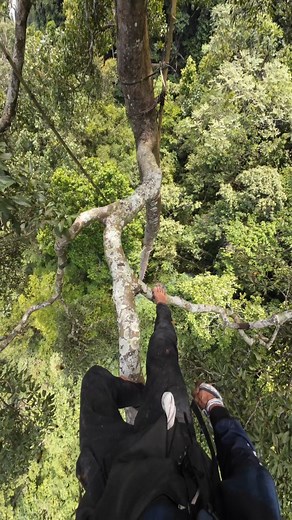 climb tall trees to get honey #emanmadu #fyp #usa #honey #nature #wildbees #fblifestyle | Eman Madu