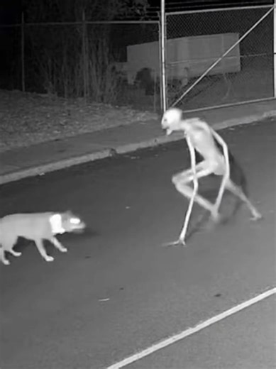 Exploring Paranormal Dog Theories
