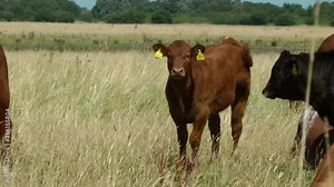 Beef cattle cows. The Aberdeen Angus and Hereford cow, grazing in field in Yorkshire UK.