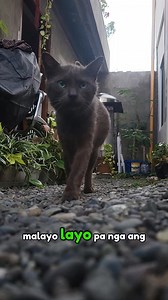 Umuwe na muna si macky 😣🤪 #cat #animallover #catlover | PAW Ever