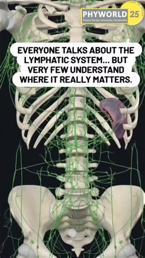 Most people recognise the lymphatic system, but few understand the importance of its key functional areas. Regions such as the cervical, axillary, cubital, popliteal, and cisterna chyli play a crucial role in lymph flow, inflammation control, and tissue recovery. At Phyworld, physiotherapy treatment is designed by addressing these lymphatic pathways to support natural healing, improve circulation, and restore efficient movement. (Lymphatic system Physiotherapy Inflammation Circulation Recovery p
